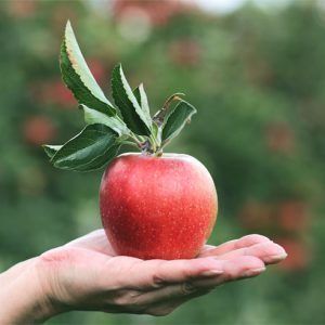 دانستن اطلاعات مفیدی در مورد باکتری های موجود در سیب