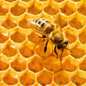 آشنایی با محصولات زنبور عسل و فواید آن