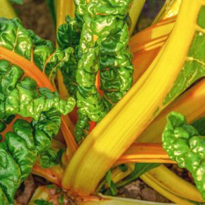 کاهش بیماری های قلبی عروقی با مصرف سبزیجات